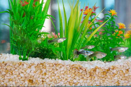 Guppys swimming in a fishbowl with dirty white little stones and artificial water plants.の写真素材