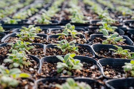 shoots of herb plants growing in the greenhouseの写真素材
