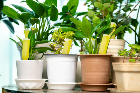 Using liquid fertilizer tube for potted plants at home - Gardening Care Conceptの写真素材