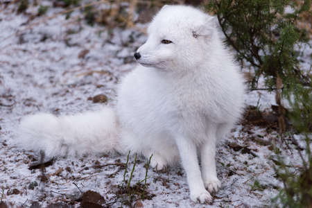 Arctic fox on snowの写真素材