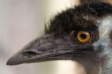 Emu close-upの写真素材