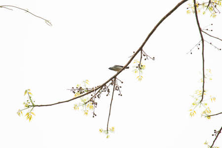 A single bird perched on a branch with leaves and berries and a wide expanse of skyの写真素材