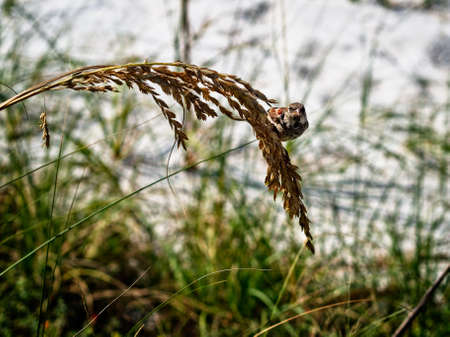 Destin FL. USA - Sept. 7, 2016  -  Small Sparrow at the Beach looking at the camera.のeditorial素材