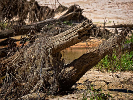 Spring TX USA - Oct 17, 2017  -  Dead Tree in a Creek after the flood that happen in Sept. 2017のeditorial素材