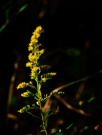 Spring TX USA - Oct 17, 2017  -  Yellow Weed Flowering found in a woodsのeditorial素材