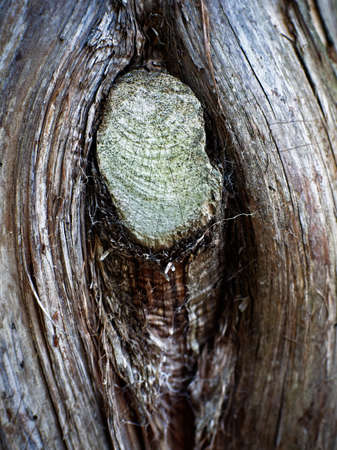 Spring TX USA - Oct 17, 2017  -  Knot in a Tree found in the Woodsのeditorial素材