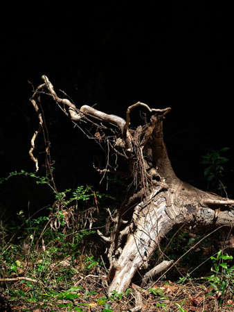 Spring TX USA - Oct 17, 2017  -  Roots of a fallen tree in the woods on a sunny dayのeditorial素材