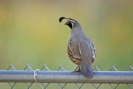 A beautiful male quail is perched on a backyard fence in north Idaho.