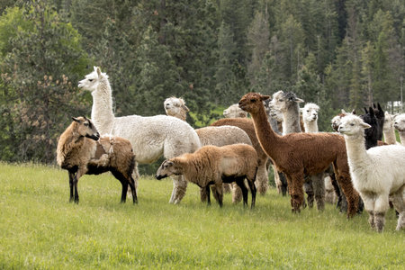 An icelandic sheep looks back at the group of farm animals in north Idaho.