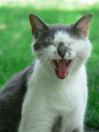 gray and white stray cat yawning