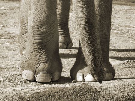 View of Asian Elephant's Feet and Trunkの写真素材