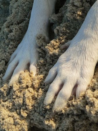 Dog Paws in Sandの写真素材