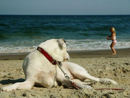 Dog Watching Over Young Girl on the Beachの写真素材
