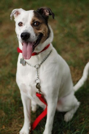 happy and proud white dog
