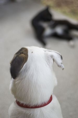 Temptation - dog curiously watching a cat, ears bent in confusionの写真素材