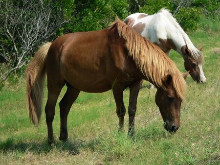 two wild ponies grazingの写真素材