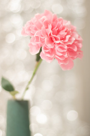 pink carnation flower with silver backgroundの写真素材