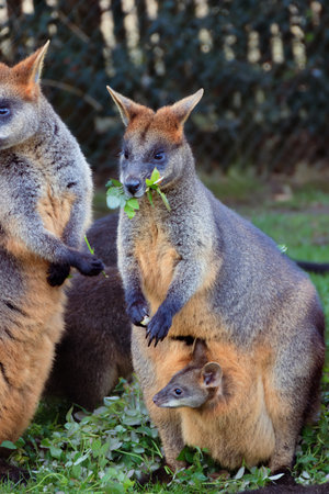 Mother swamp wallaby with a joey at zoo Blijdorp, Rotterdam, the Netherlandsの写真素材