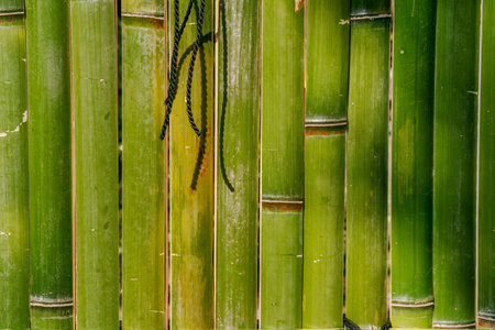 bamboo stems in close upの写真素材