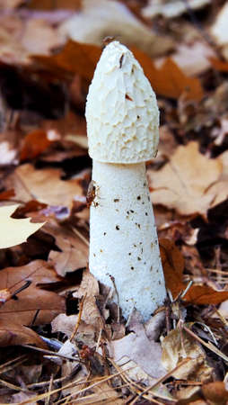 big inkmushoom between leavesの写真素材