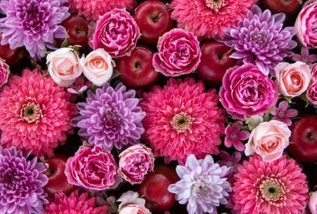 Purple and pink flower arrangement. Astors, dahlias, roses, applesの写真素材