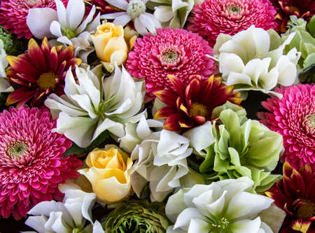Arrangement of white Christmas roses, pink mums, and red gazania.の写真素材
