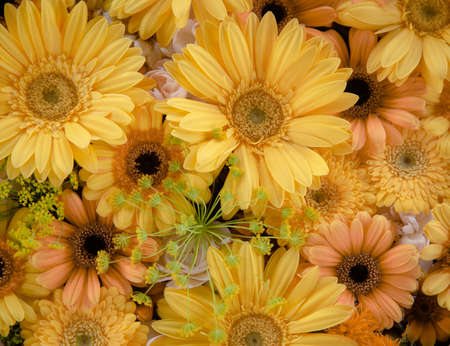 Flower Arrangement with Yellow Gerberaの写真素材