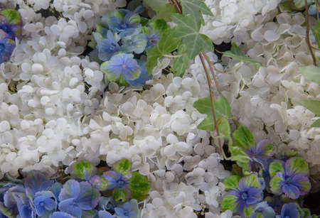 Green hydrangea and ivy floating on waterの写真素材
