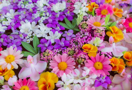 Flower Arrangement of Margaret, Sweet Alyssum, Viola, Orchid, Oxypetalum, Delphiniumの写真素材