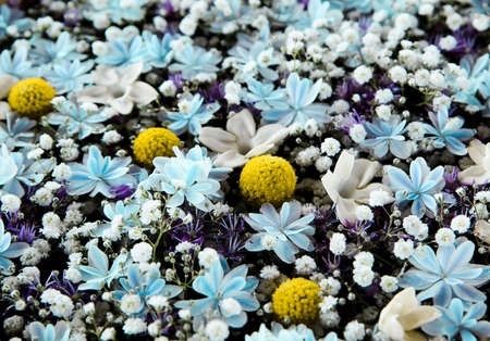 A flower arrangement inspired by the starry night. Madagascar jasmine, hydrangea, and gypsophila elegans.の写真素材