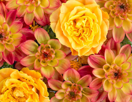 Flower Arrangement with Yellow Dahlias and Rosesの写真素材