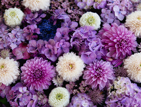 Hydrangeas, dahlias, mums. Flower arrangement of purple and white flowers.の写真素材