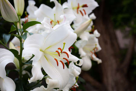An early summer scene.  Many white lily flowers blooming outdoorsの写真素材