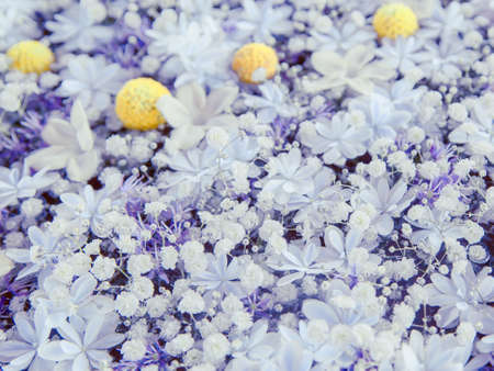 Madagascar jasmine, hydrangea, and gypsophila elegans. A floral arrangement inspired by celestial bodies.の写真素材