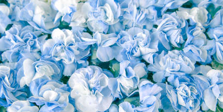 Lots of blue carnation flowersの写真素材