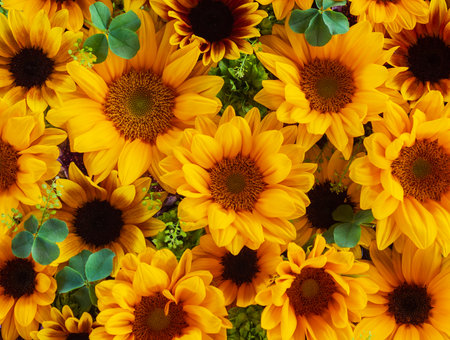 Background texture of  yellow sunflowersの写真素材