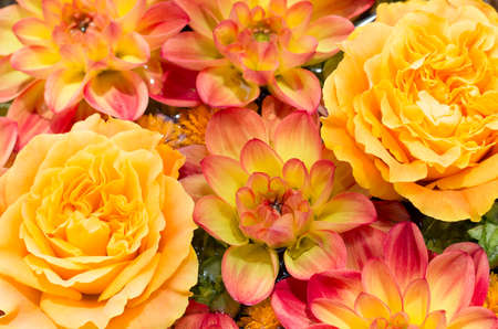 Lovely orange dahlias and roses. Flower background.の写真素材