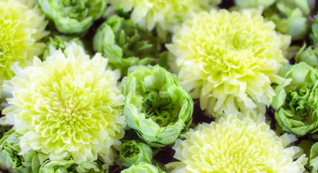 Full frame shot of green flowers.の写真素材