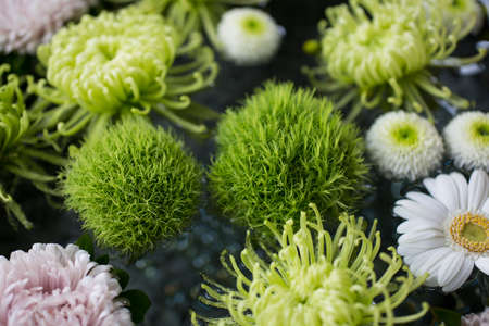 Dianthus barbatus and chrysanthemums floating in waterの写真素材