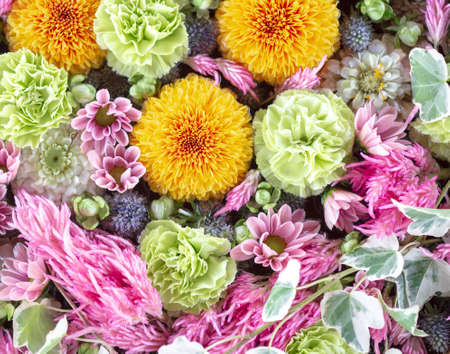 Floral wall texture made of mum, carnations and plumed cockscombsの写真素材