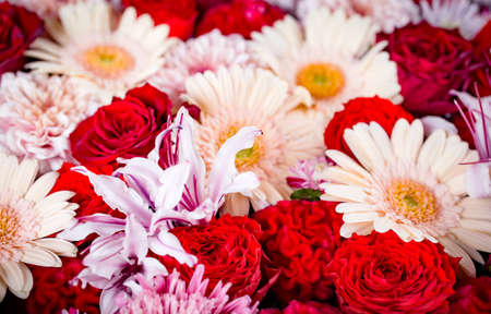 Composition of red and white flowersの写真素材