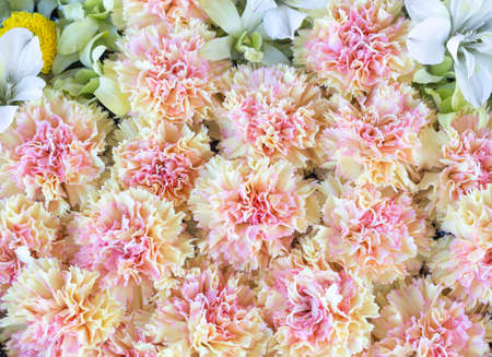 Floral texture made of carnation and alstroemeriaの写真素材