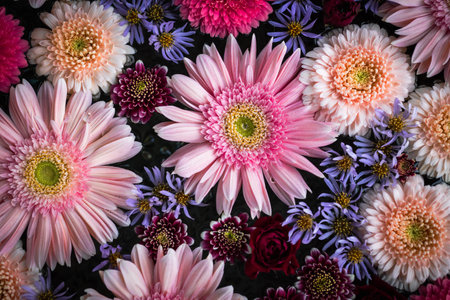 Composition of pink and purple flowersの写真素材