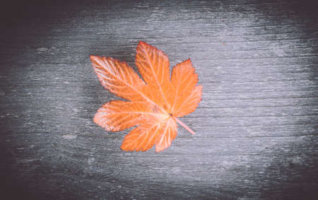 A autumn leaf on a wooden table