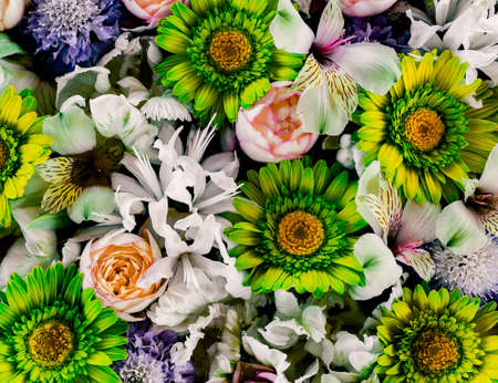 Composition of white and green flowersの写真素材