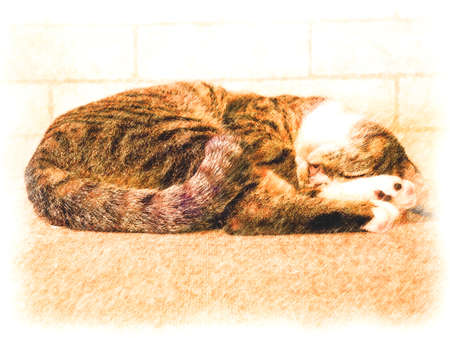 Colored pencil drawing of a sleeping cat.の写真素材