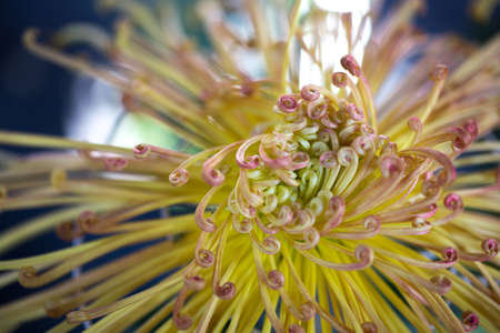 Close-up of yellow chrysanthemum flowersの写真素材