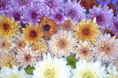 Color stripes with chrysanthemum flowersの写真素材