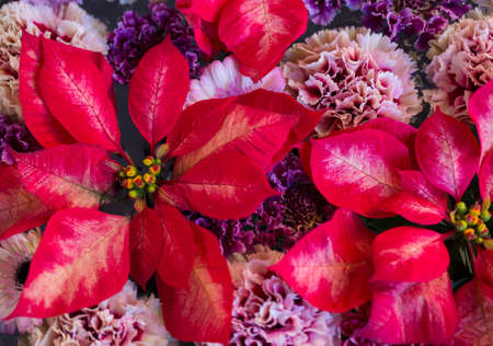 Christmas flower with red poinsettiaの写真素材