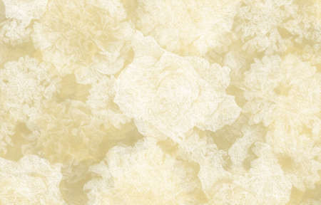 White roses and carnations painted with pastels.の写真素材